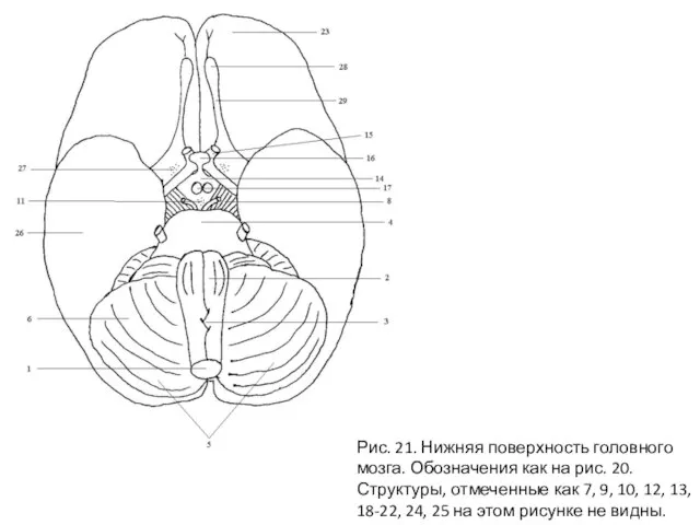 Рис. 21. Нижняя поверхность головного мозга. Обозначения как на рис. 20. Структуры,