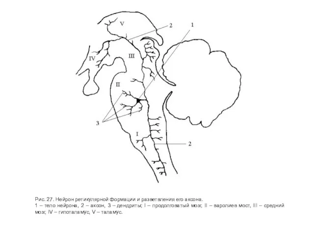 Рис. 27. Нейрон ретикулярной формации и разветвления его аксона. 1 – тело