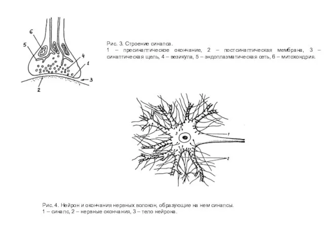 Рис. 3. Строение синапса. 1 – пресинаптическое окончание, 2 – постсинаптическая мембрана,