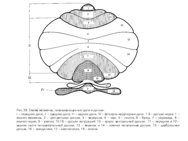 Рис. 28. Схема мозжечка, показывающая его доли и дольки. I – передняя