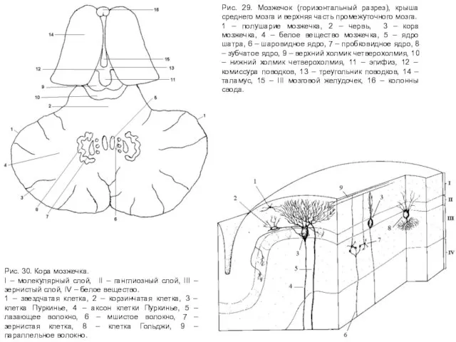 Рис. 29. Мозжечок (горизонтальный разрез), крыша среднего мозга и верхняя часть промежуточного