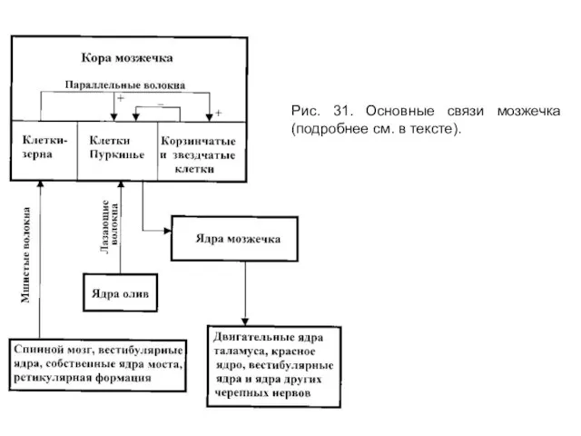 Рис. 31. Основные связи мозжечка (подробнее см. в тексте).