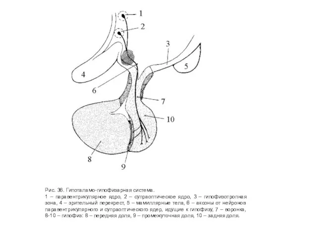Рис. 36. Гипоталамо-гипофизарная система. 1 – паравентрикулярное ядро, 2 – супраоптическое ядро,