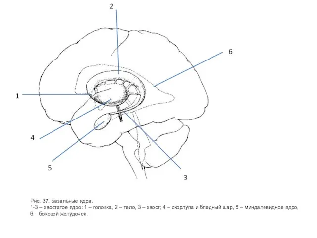 Рис. 37. Базальные ядра. 1-3 – хвостатое ядро: 1 – головка, 2