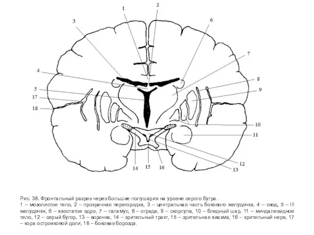 Рис. 38. Фронтальный разрез через большие полушария на уровне серого бугра. 1