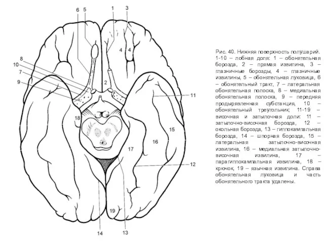Рис. 40. Нижняя поверхность полушарий. 1-10 – лобная доля: 1 – обонятельная
