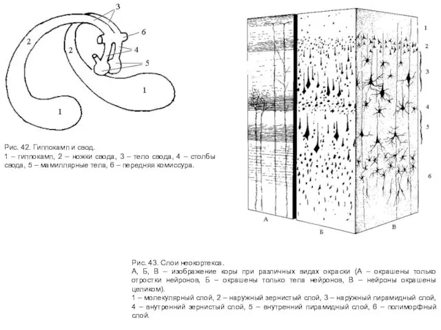 Рис. 43. Слои неокортекса. А, Б, В – изображение коры при различных