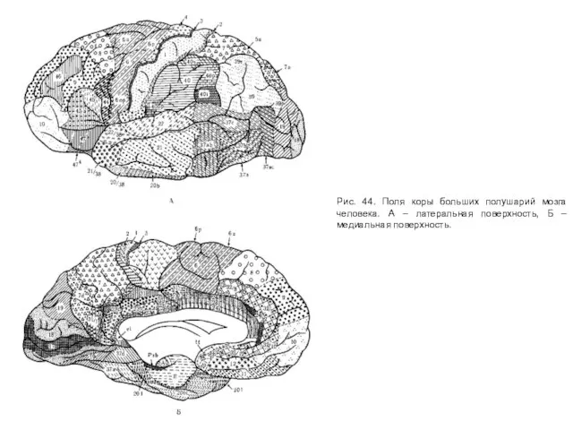 Рис. 44. Поля коры больших полушарий мозга человека. А – латеральная поверхность, Б – медиальная поверхность.
