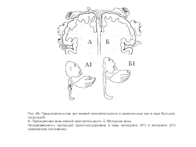 Рис. 46. Представительство зон кожной чувствительности и двигательных зон в коре больших