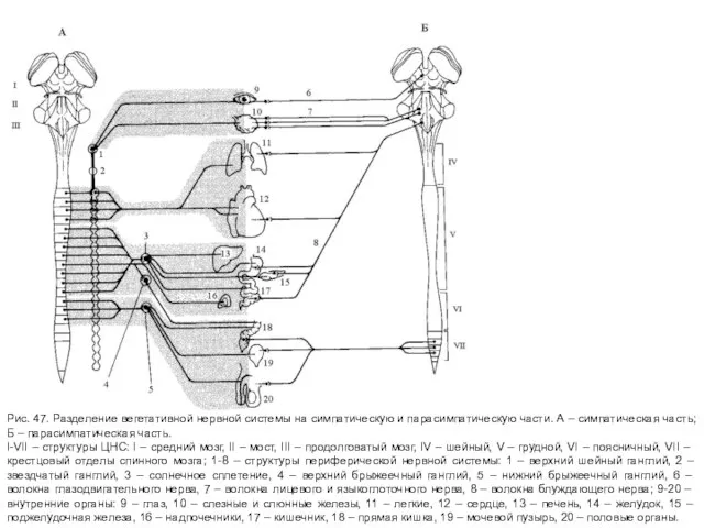Рис. 47. Разделение вегетативной нервной системы на симпатическую и парасимпатическую части. А