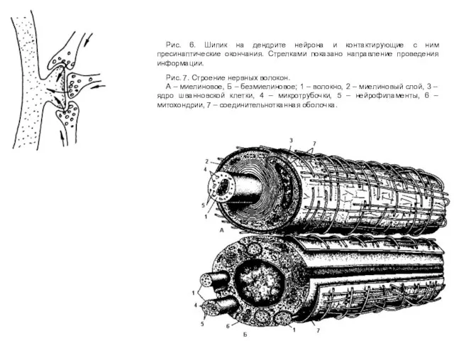 Рис. 6. Шипик на дендрите нейрона и контактирующие с ним пресинаптические окончания.