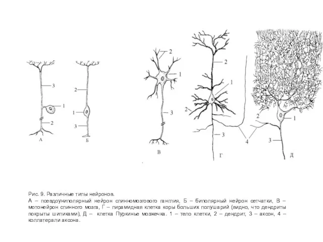 Рис. 9. Различные типы нейронов. А – псевдоуниполярный нейрон спинномозгового ганглия, Б