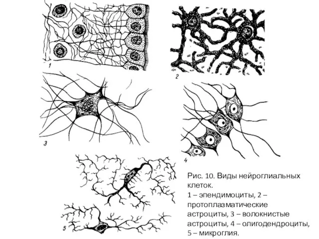 Рис. 10. Виды нейроглиальных клеток. 1 – эпендимоциты, 2 – протоплазматические астроциты,