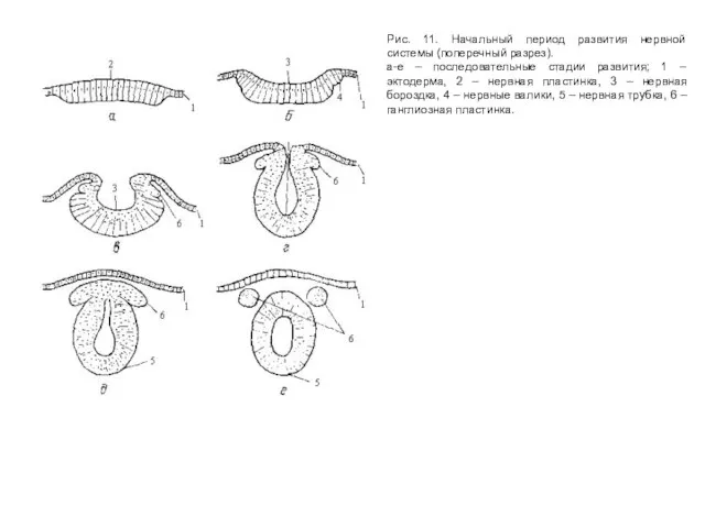Рис. 11. Начальный период развития нервной системы (поперечный разрез). а-е – последовательные