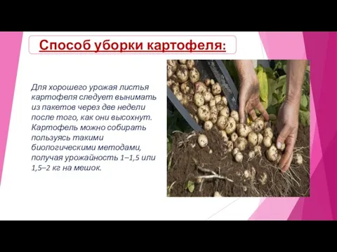 Способ уборки картофеля: Для хорошего урожая листья картофеля следует вынимать из пакетов