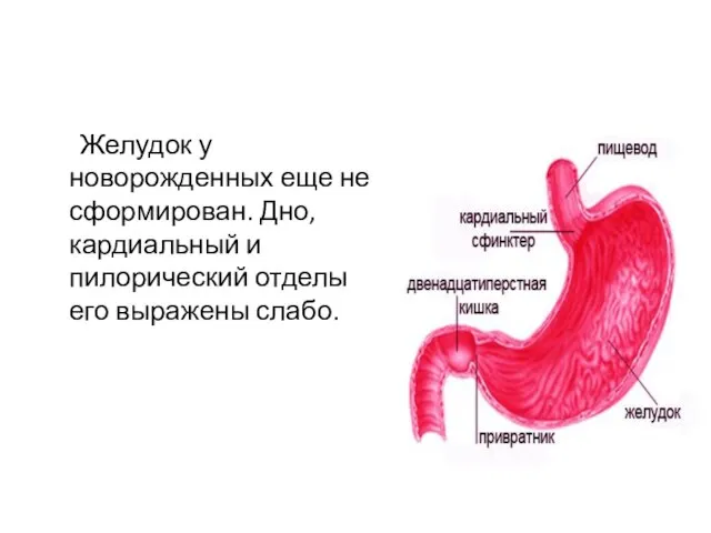 Желудок у новорожденных еще не сформирован. Дно, кардиальный и пилорический отделы его выражены слабо.