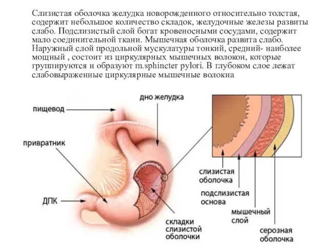 Слизистая оболочка желудка новорожденного относительно толстая, содержит небольшое количество складок, желудочные железы