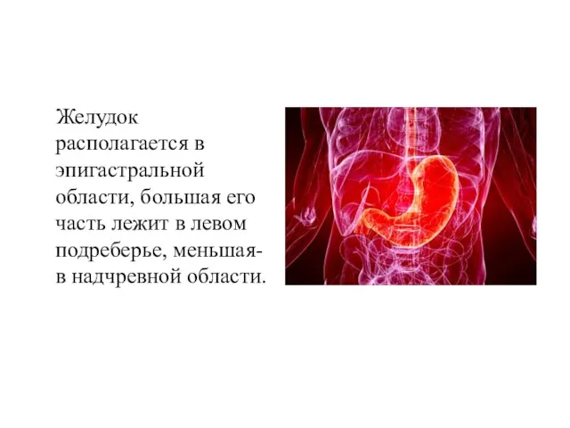 Желудок располагается в эпигастральной области, большая его часть лежит в левом подреберье, меньшая- в надчревной области.