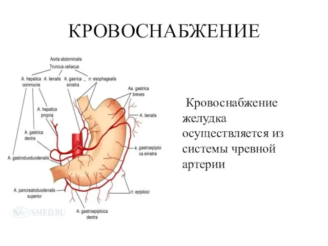 КРОВОСНАБЖЕНИЕ Кровоснабжение желудка осуществляется из системы чревной артерии