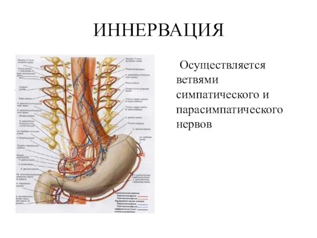 ИННЕРВАЦИЯ Осуществляется ветвями симпатического и парасимпатического нервов