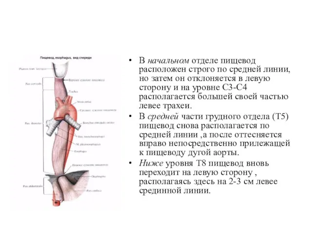 В начальном отделе пищевод расположен строго по средней линии, но затем он