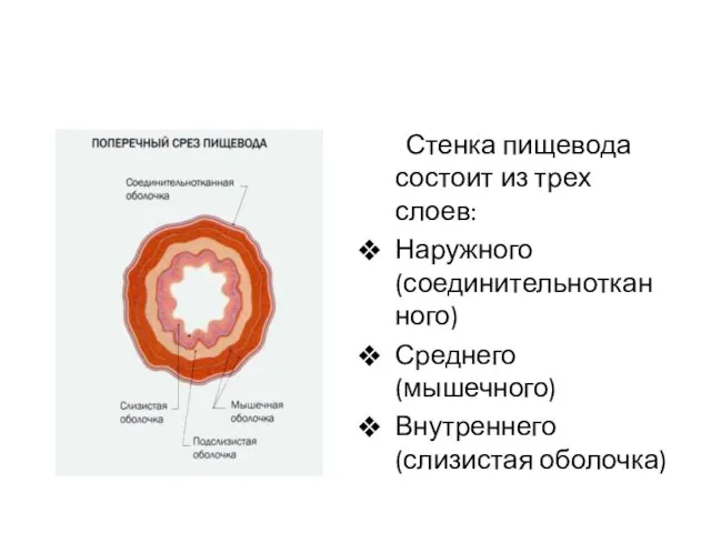 Стенка пищевода состоит из трех слоев: Наружного(соединительнотканного) Среднего(мышечного) Внутреннего(слизистая оболочка)