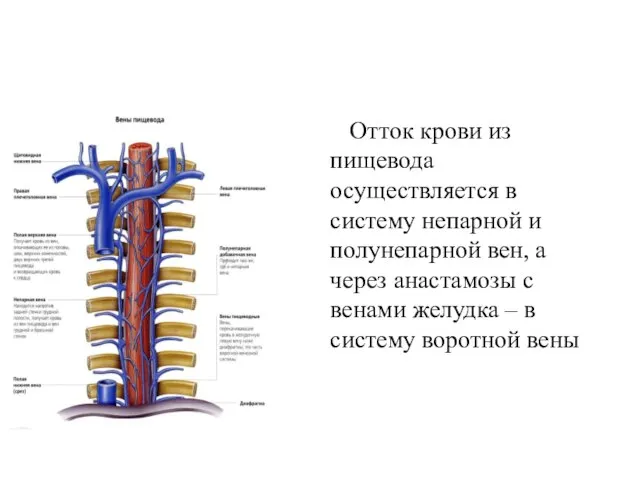 Отток крови из пищевода осуществляется в систему непарной и полунепарной вен, а