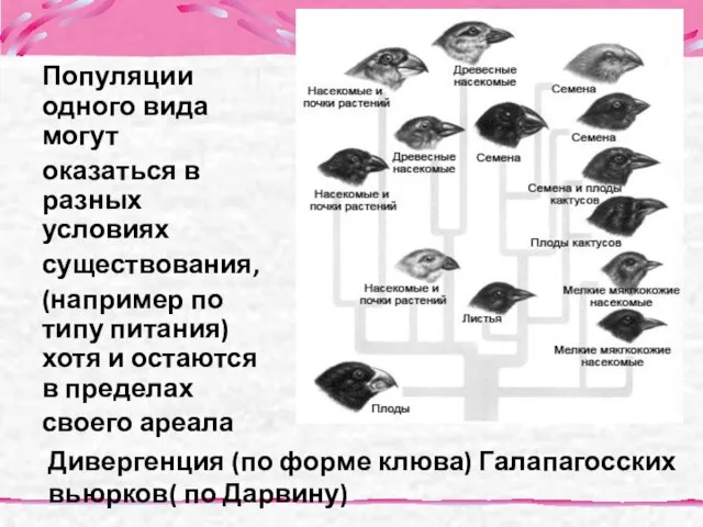 Дивергенция (по форме клюва) Галапагосских вьюрков( по Дарвину) Популяции одного вида могут