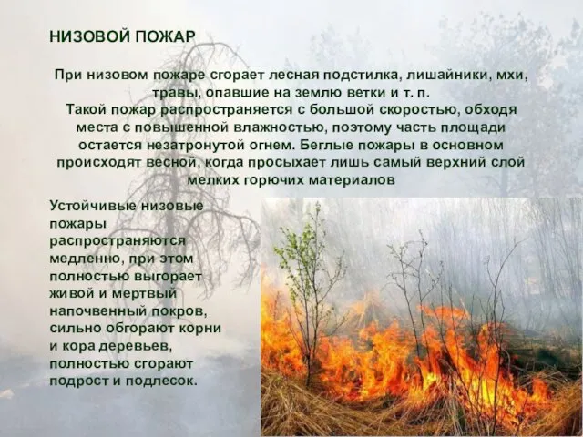 НИЗОВОЙ ПОЖАР При низовом пожаре сгорает лесная подстилка, лишайники, мхи, травы, опавшие