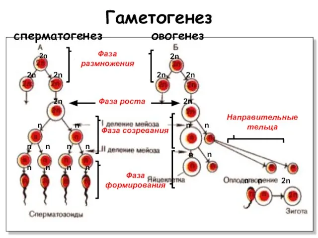 Гаметогенез сперматогенез овогенез Фаза размножения Фаза роста Фаза созревания Направительные тельца 2n