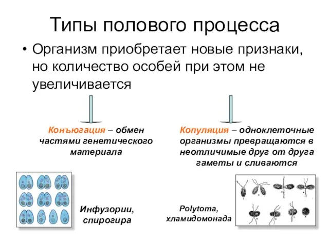 Типы полового процесса Организм приобретает новые признаки, но количество особей при этом