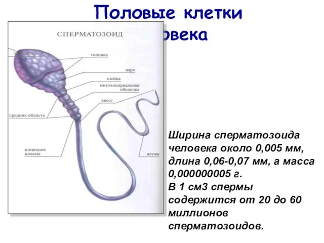 Половые клетки человека акросома Ширина сперматозоида человека около 0,005 мм, длина 0,06-0,07