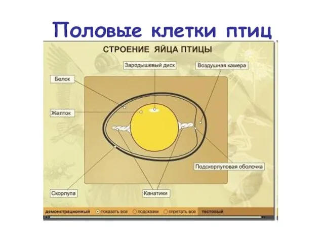 Половые клетки птиц