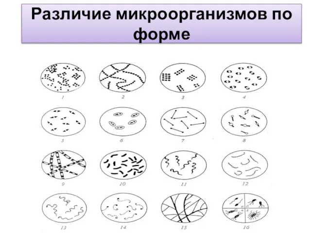 Различие микроорганизмов по форме