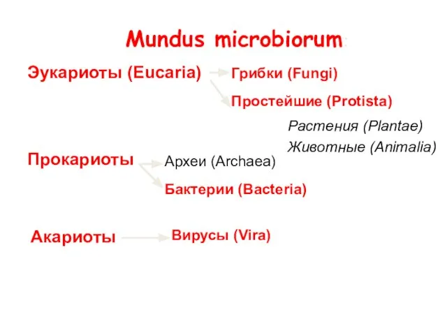 Mundus microbiorum: Прокариоты Эукариоты (Eucaria) Акариоты Археи (Archaea) Бактерии (Bacteria) Грибки (Fungi)