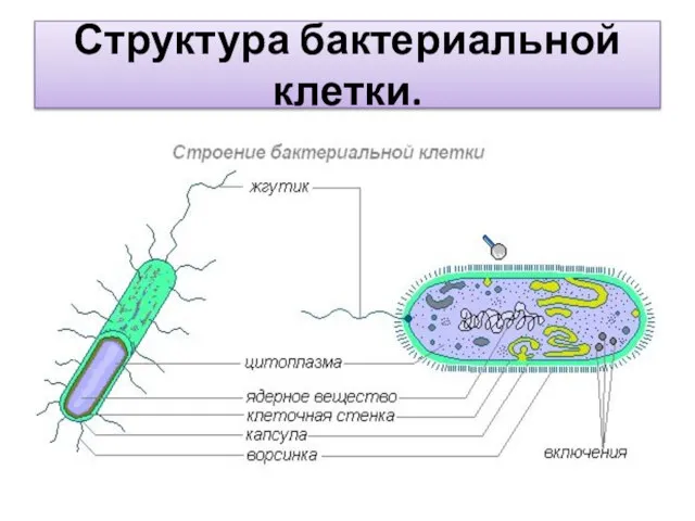 Структура бактериальной клетки.