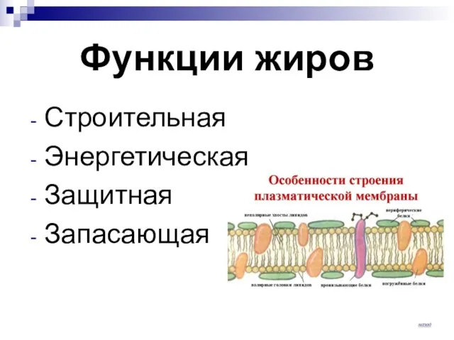 Функции жиров Строительная Энергетическая Защитная Запасающая