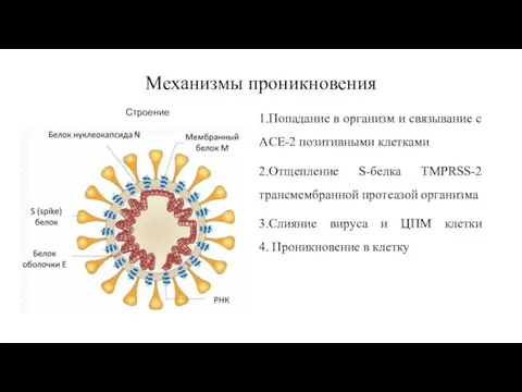 Механизмы проникновения 1.Попадание в организм и связывание с ACE-2 позитивными клетками 2.Отщепление