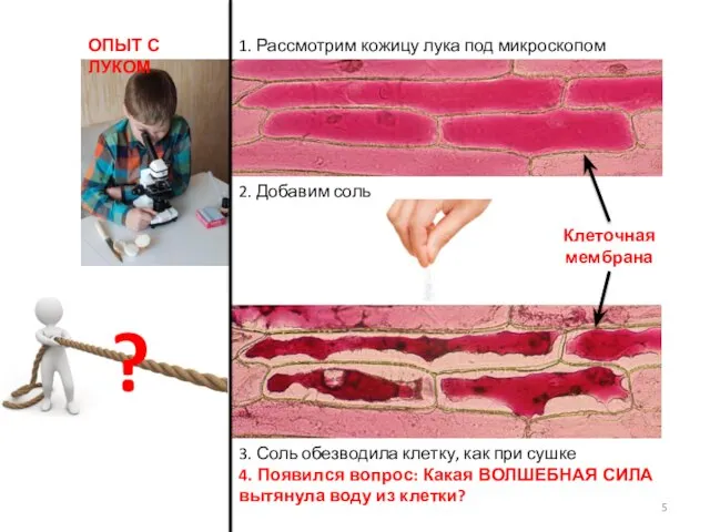 3. Соль обезводила клетку, как при сушке 4. Появился вопрос: Какая ВОЛШЕБНАЯ