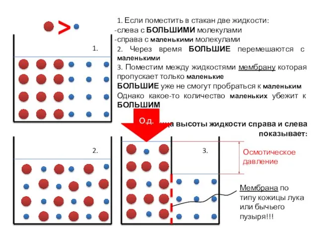 Осмотическое давление 1. Если поместить в стакан две жидкости: слева с БОЛЬШИМИ