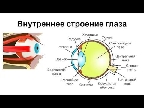 Внутреннее строение глаза