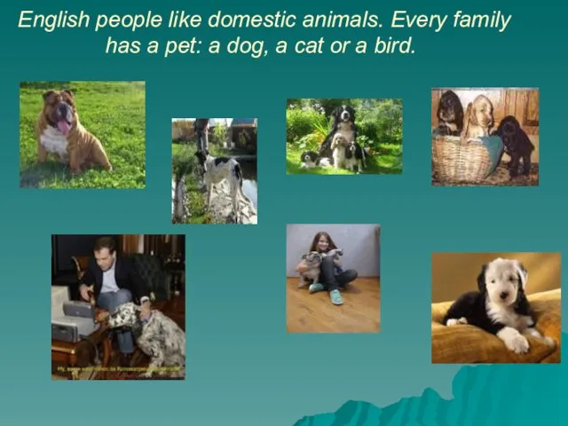English people like domestic animals. Every family has a pet: a dog,