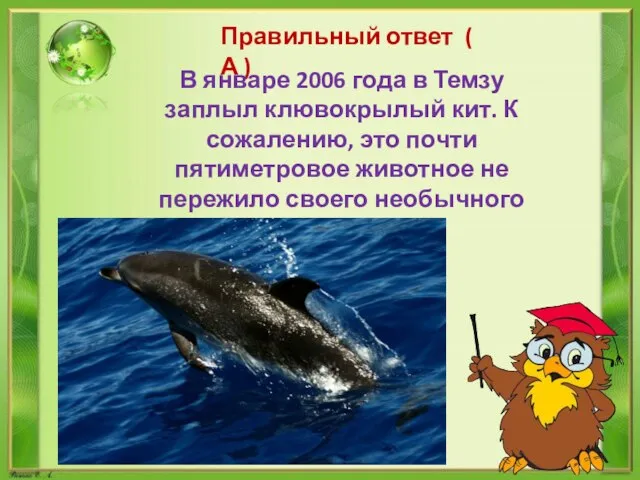 Правильный ответ ( А ) В январе 2006 года в Темзу заплыл