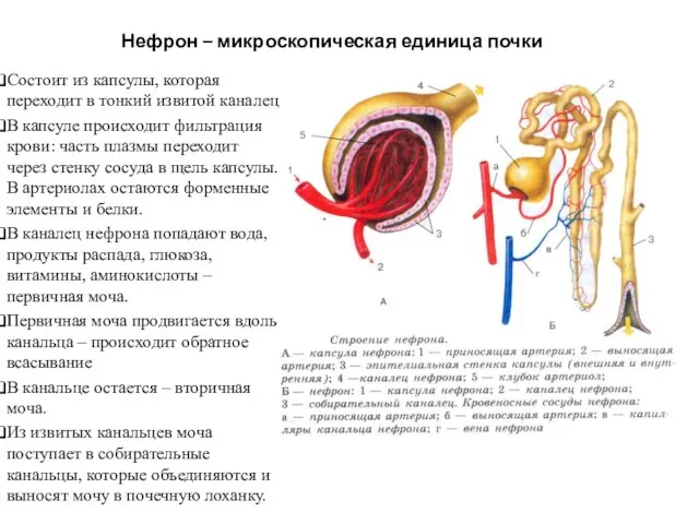 Нефрон – микроскопическая единица почки Состоит из капсулы, которая переходит в тонкий