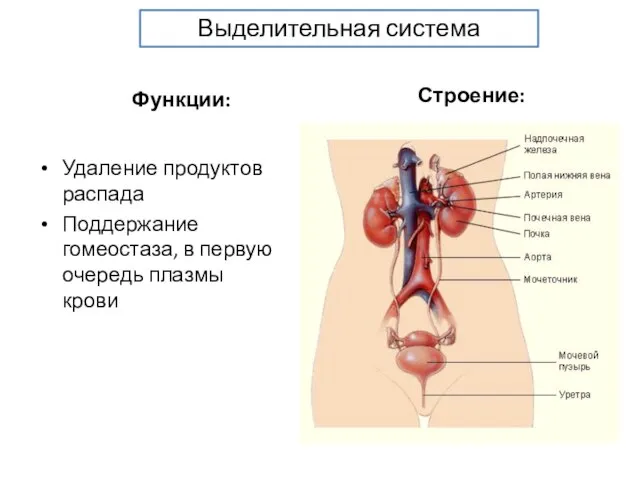 Функции: Удаление продуктов распада Поддержание гомеостаза, в первую очередь плазмы крови Строение: Выделительная система