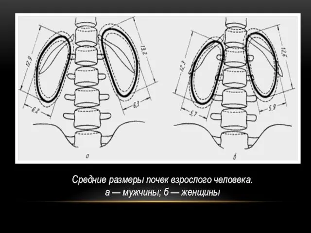 Средние размеры почек взрослого человека. а — мужчины; б — женщины