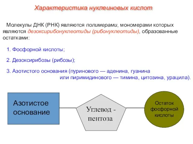 Молекулы ДНК (РНК) являются полимерами, мономерами которых являются дезоксирибонуклеотиды (рибонуклеотиды), образованные остатками: