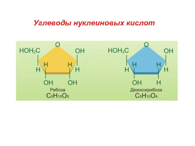 Углеводы нуклеиновых кислот