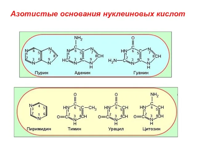 Азотистые основания нуклеиновых кислот