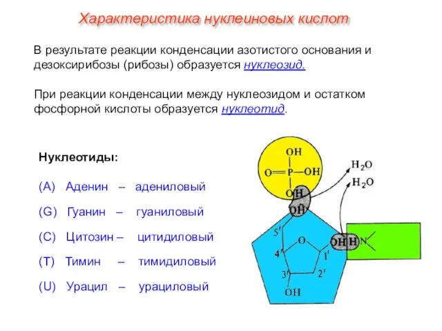 Нуклеотиды: (А) Аденин – адениловый (G) Гуанин – гуаниловый (C) Цитозин –